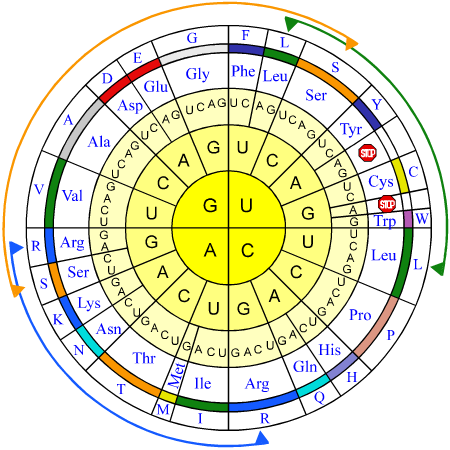 código genético en disposición circular