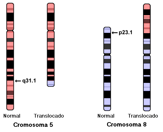 idiograma de translocación (5;8)