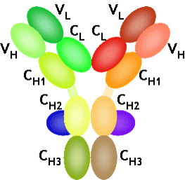 structure in domains