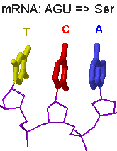 DNA kód