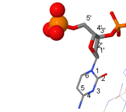 DNA konce