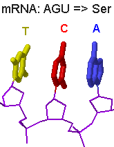 Codons