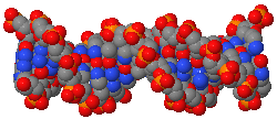 DNA pairs