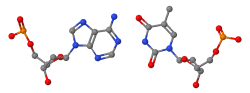 DNA pairs