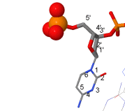 DNA’nın uçları