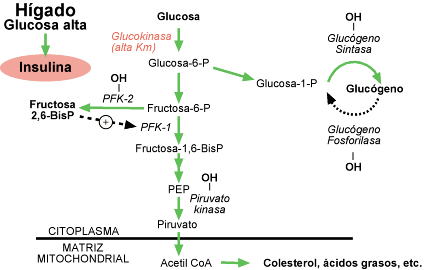 La insulina crónica induce Glucoquinasa 