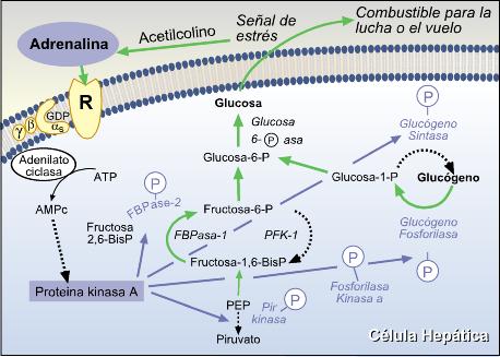 Acción primaria de la adrenalina en las células hepáticas