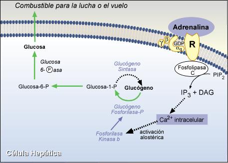 Acción secundaria de la adrenalina en hígado 