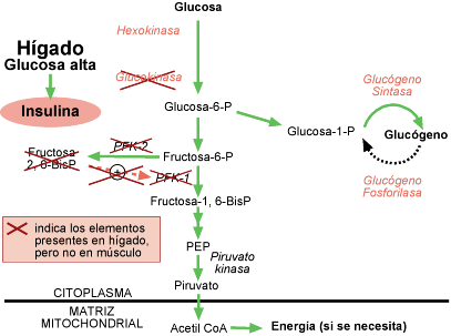 Acción de la insulina en músculo (esquelético)