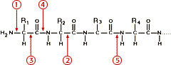 equation with 5 arrows pointing to different bonds