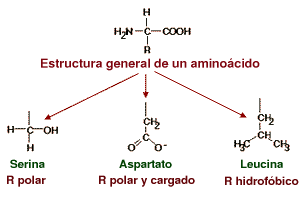 Structural formula of a generalized amino acid including an amino group, carboxyl group, and variable side chain designated as the R-group. (Polar R, Polar/charged R and a Hydrophobic R) 