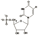 Structural formula that includes a pentose sugar,  
ribose,  a phosphate group, and a nitrogenous base. 