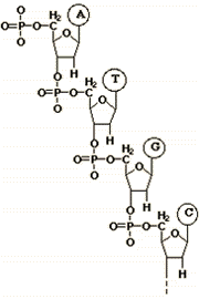 A polymer with bases ATGC