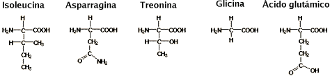 Chemical
Structures of Isoleucine (C6H13NO2), asparagine (C4H8N2O3 ), threonine
(C4H9NO3), glycine (C2H5NO2 ), glutamic acid (C5H9NO4 )