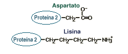 Protein 2= aspartic acid C4H7NO4 , protein 2= Lysine 
C6H14N2O