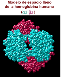 Space-filling view of human hemoglobin molecule 