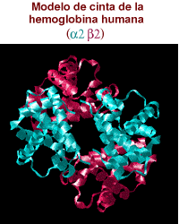 Ribbon view of a human hemoglobin
molecule