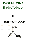 Structural formula for isoleucine (hydrophobic)