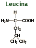 Chemical structure of leucine C6H13NO2 