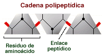 Illustration of a polypeptide strand as described