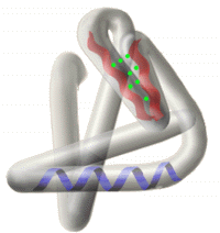 Illustration of a
tertiary structure of proteins as described