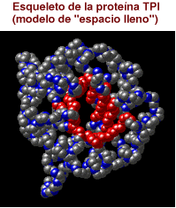 Modelo de esferas del esqueleto de la molcula de TPI
enlazado a una pelcula QuickTime del modelo rotando