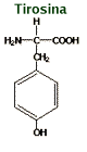 Chemical structure of tyrosine C9H11NO3 