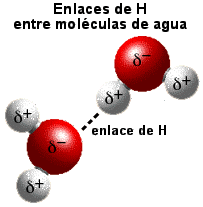 Hydrogen bonding between water molecules