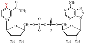 estructura del NAD