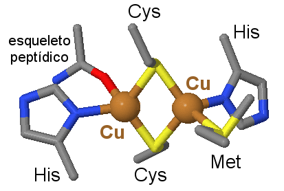 estructura del centro Cu₂