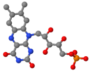 estructura del FMN