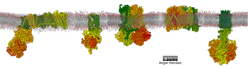 membrana con los 4 complejos