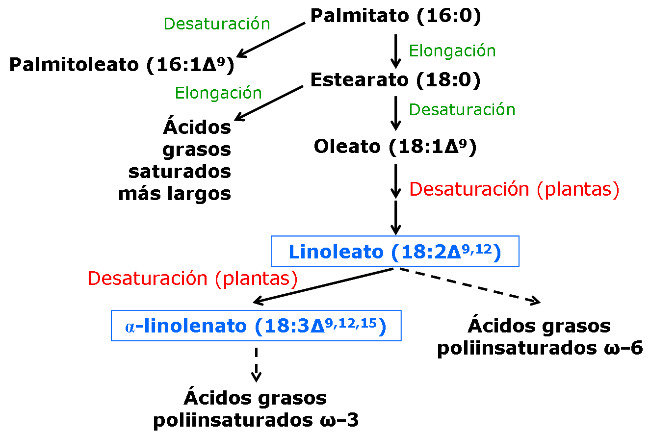 PUFA sintesis