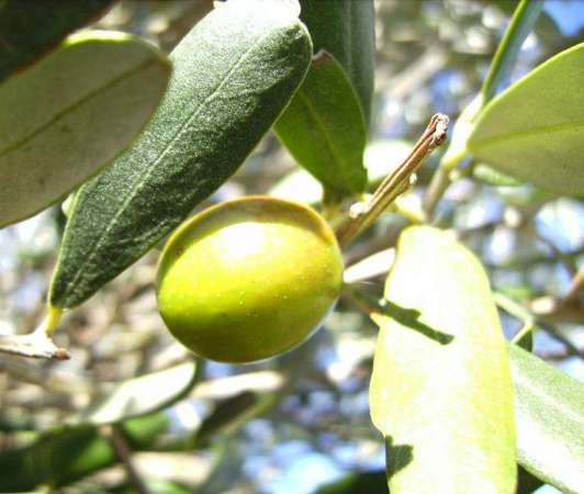 aceituna