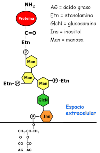 estructura del anclaje GPI