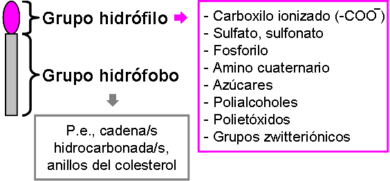 diagrama explicativo del concepto anfifilo