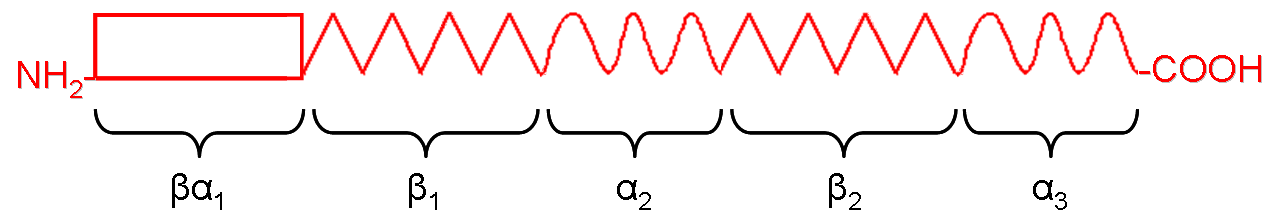 estructura de la protena apoB