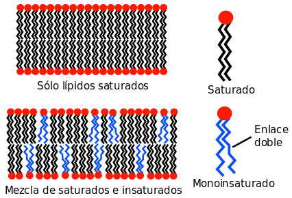 membrana sat-insat