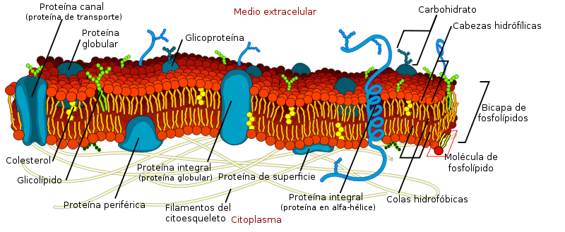 membrana celular