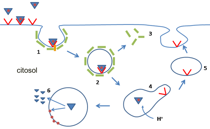 ldlr y endocitosis