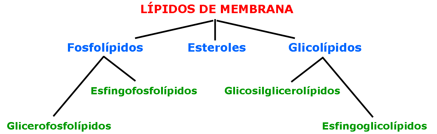 lipid-memb