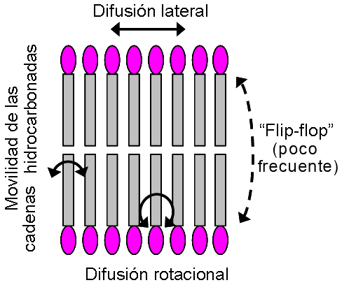movilidad de los lpidos