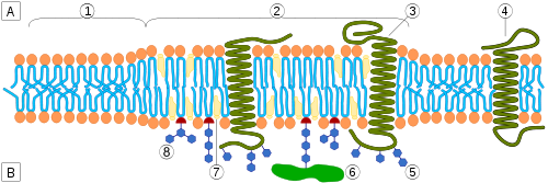 lipid raft