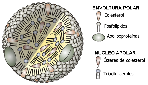 estructura de una lipoprotena