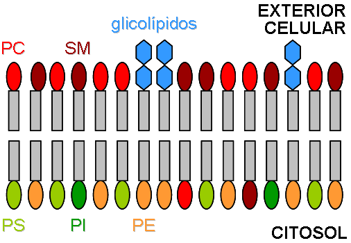 asimetra de la membrana