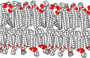 membrana fluida