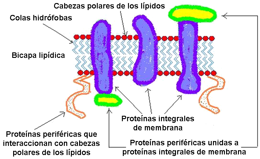 protenas de membrana