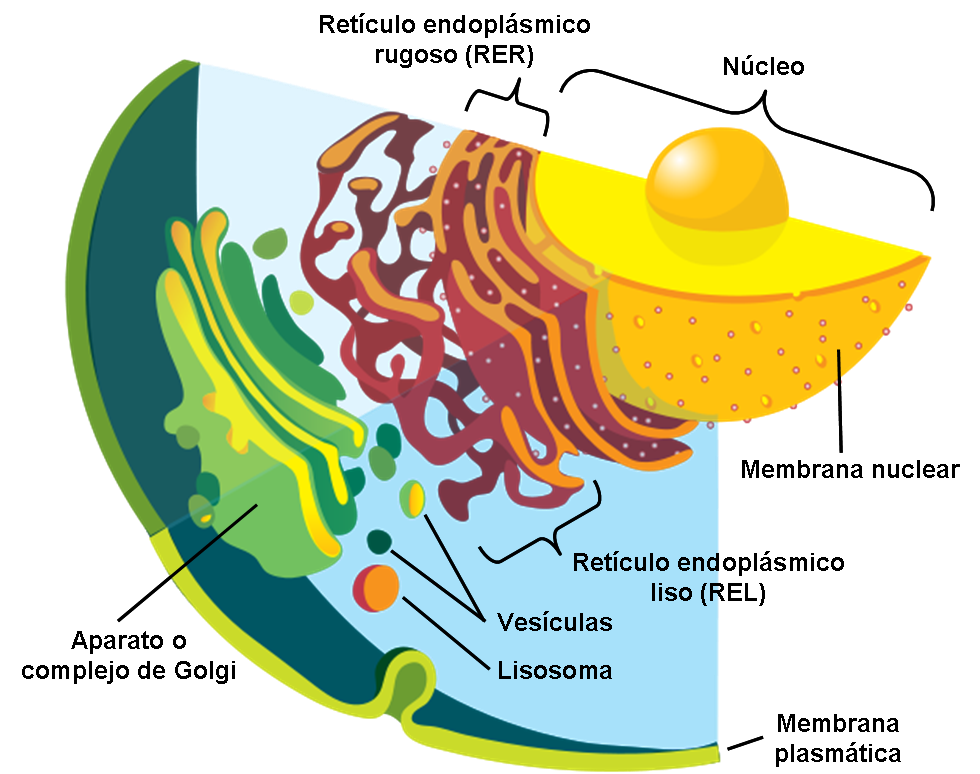 membranas internas