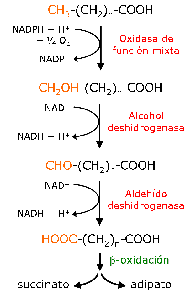 omega oxidacion