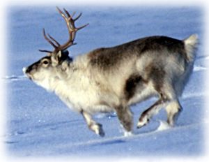 reno corriendo en la nieve